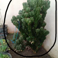 معاوضه با پرنده