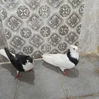 دوعددپرنده|پرنده|شوشتر, |دیوار