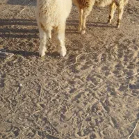 گوسفند بره
