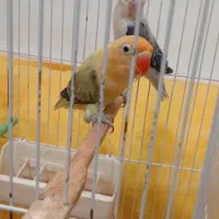 3جفت طوطی کوتوله رنگ خاص مولد