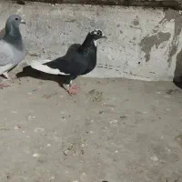 پلنگ سیاه|پرنده|زاهدان, |دیوار