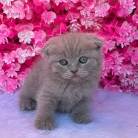 اسکاتیش فولد رنگ لیلاک آماده تحویل|گربه|آمل, |دیوار