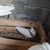 طوقی|پرنده|بندر ماهشهر, |دیوار