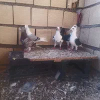 دورگ پلاکی