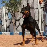 روت وایلر آمریکن دوبرمن اروپایی توله با برگه اصالت|سگ|تهران, اقدسیه|دیوار