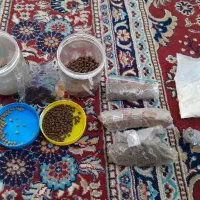 غذای ماهی