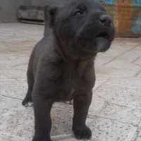 سگ توله نر افغان خراسان نگهبان گله