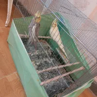 عروس هلندی|پرنده|فردیس, شهرک ارم|دیوار