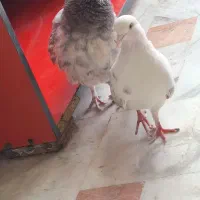 کفتر نرو ماده پرشی دونسته