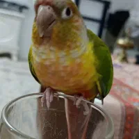 طوطی گرینچیک