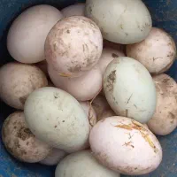 ۲۵عدد تخم اردک پروازی نطفه دار۱۰۰درصد