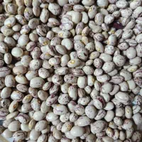 لوبیا چیتی|خوردنی و آشامیدنی|شیراز, باغشهر اهل بیت|دیوار