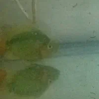 دو عدد ماهی پرت سالم و سرحال|ماهی|تهران, والفجر (افسریه)|دیوار