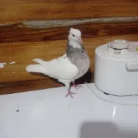 کبوتر سینیه|پرنده|دهدشت, |دیوار