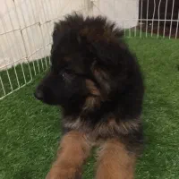 ژرمن شپهرد(شپرد) سگ نگهبان (کینگ موبلند)|سگ|تهران, تهران‌ویلا|دیوار