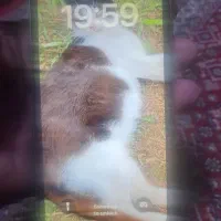 ایفون 11نرمال یاسی برند استوک|موبایل|سنندج, |دیوار