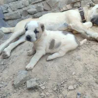 سگ جنس خوب خراسانی