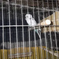 مرغ عشق نر دو رگه