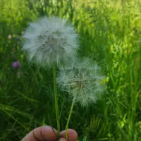 یونجه خالص در روستای بزرگ آباد