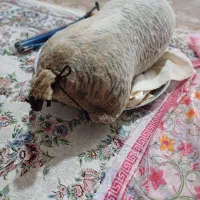 هیزه|ظروف نگهدارنده، پلاستیکی، یک‌بارمصرف|الشتر, |دیوار