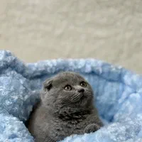 گربه اسکاتیش و بریتیش با رنگ بلو|گربه|تهران, آسمان|دیوار