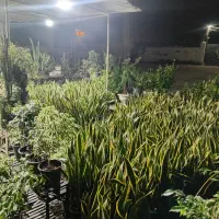 گل گیاه سانسوریا|گل و گیاه طبیعی|چهاردانگه (تهران), |دیوار