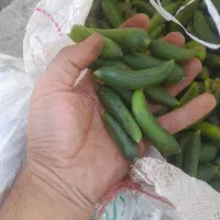 خیار تلخ