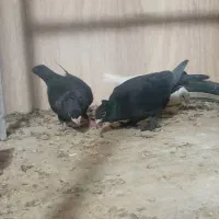 کلاغ و هفت رنگ