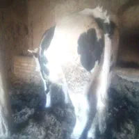 گوساله نر سیمینتال