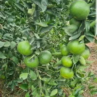 نارنگی ژاپنی|عمده‌فروشی|ساری, |دیوار