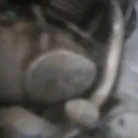 موتور سیکلت|موتورسیکلت|قم, نیروگاه|دیوار