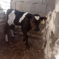 گوساله نر شیری ۲۵روزه|حیوانات مزرعه|خمینی‌شهر, |دیوار
