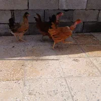 ۱۲ عدد نیمچه محلی بزرگ