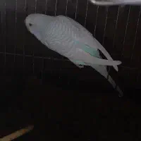 مرغ عشق ماده