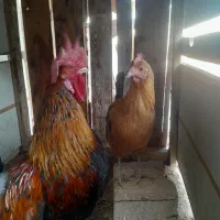 مرغ وخروس ریشی چهل تاج|حیوانات مزرعه|شیراز, دودمان|دیوار