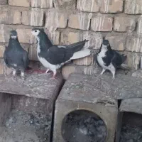 دمگیر دولا|پرنده|خمینی‌شهر, |دیوار