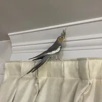 طوطی عروس هلندی بالغ، دونخور و کاملاً رام