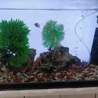 آکواریم|ماهی|سیرجان, |دیوار