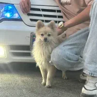 سگ پامرین|سگ|مشهد, فدک|دیوار