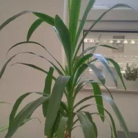 فروش گل طبیعی