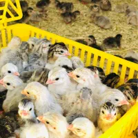 جوجه شاخدار«اگهی مطالعه کنید»|حیوانات مزرعه|اهواز, سخیریه|دیوار