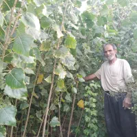 درخت صنوبر و کبوده|خدمات باغبانی و درختکاری|فلاورجان, |دیوار