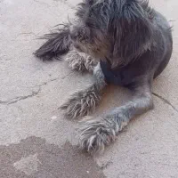 سگ باهوش