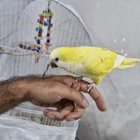 طوطی راهب زرد