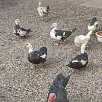 اردک اسرائیلی