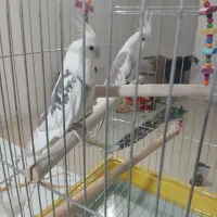 عروس هلندی دوکت آلبینو