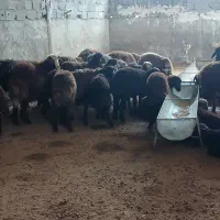 40 راس بره پای پروار جفتی 65 تا 70 وزنشون جنس دار