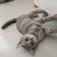 گربه