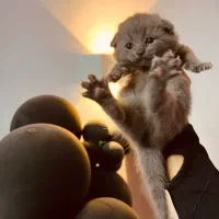 ۶۰ روزه اماده تحویل|گربه|رشت, دیلمان|دیوار