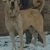واگذاری سگ ماچه پژدر درشت